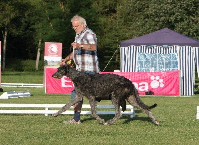 of bestmara - Golden Boy of Bestmara BIS Puppy